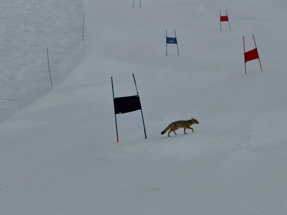 Valle Nevado camp photo